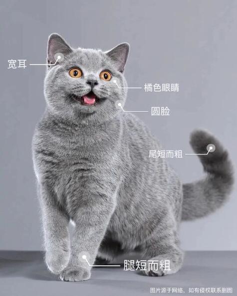 家里突然来了只蓝猫预示什么图标