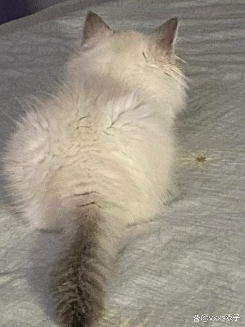 小猫在航空箱里一直叫