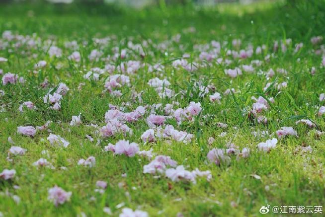 悄悄花落天图标