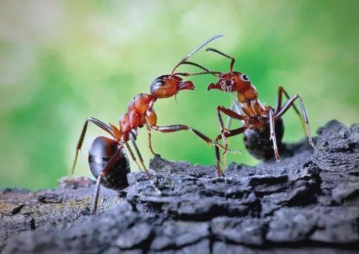 蚂蚁传递信息的方法图标