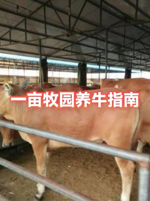 一亩牧场能养多少牛