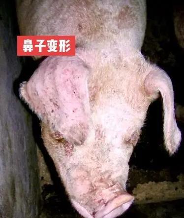 猪流鼻血用什么药最好图标