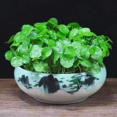 最旺属蛇女的绿植风水