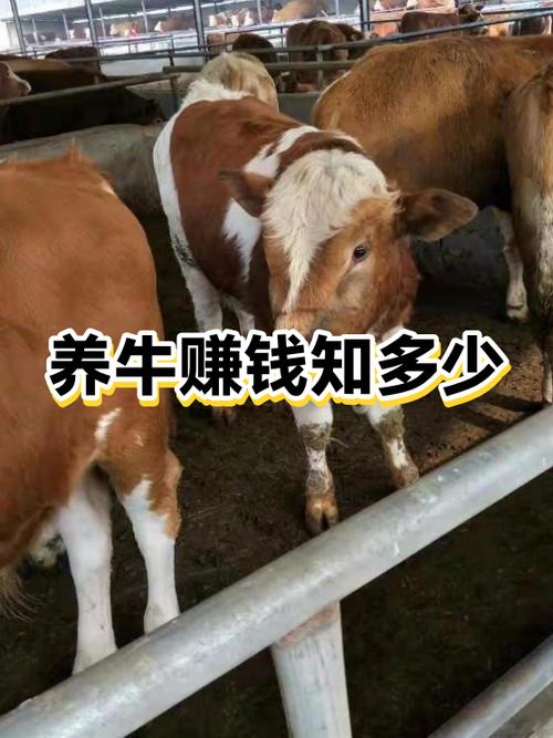 养牛到底能不能赚钱