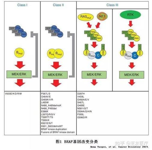 v600e突变一定严重吗缩略图