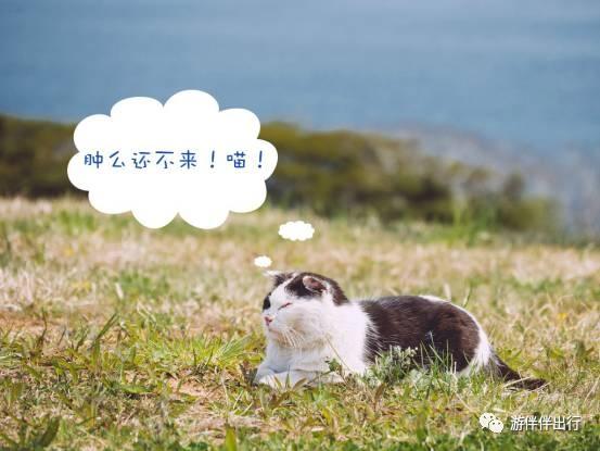 母猫蹲着走路一直叫