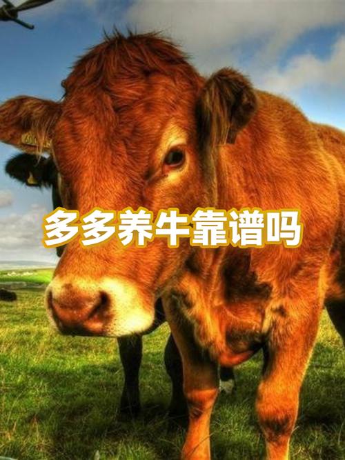 多多养牛一天能赚多少钱