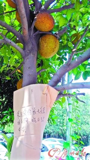 菠萝蜜还没熟,但已经开了怎么办