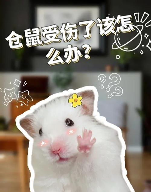 仓鼠受伤后会自愈吗图标