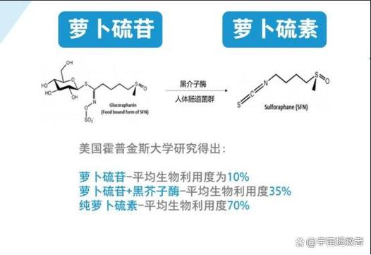 萝卜硫苷的功效与作用