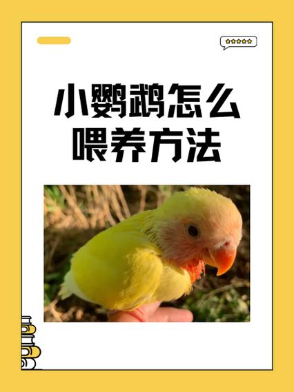 鹦鹉妈妈怎么喂小鹦鹉图标