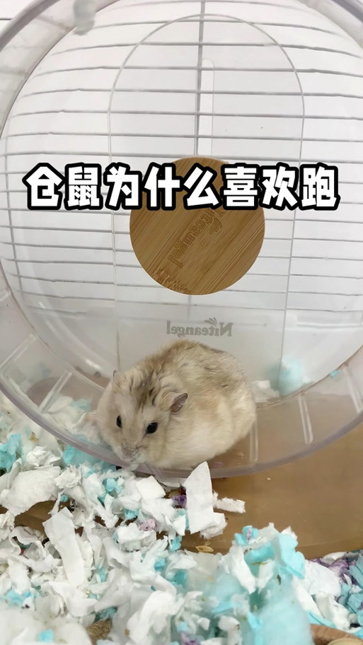 为什么仓鼠突然一直跑缩略图