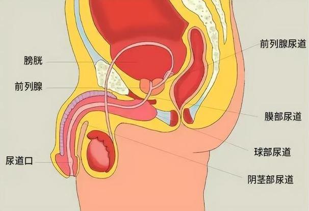 膀胱灌水憋着尿按压肚子知乎小说图标