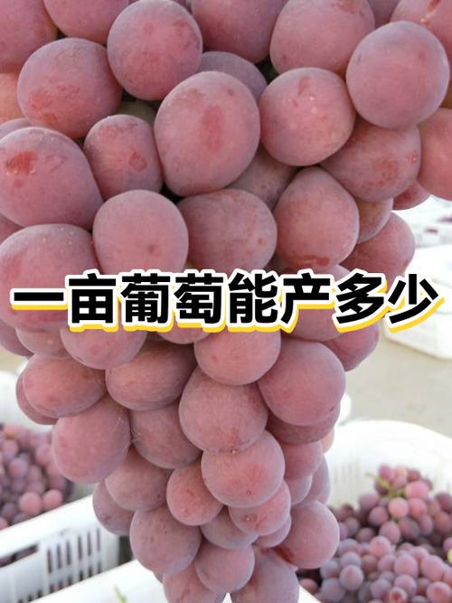 大棚葡萄一亩地能产多少斤图标