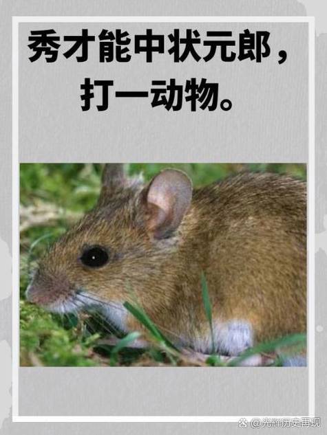 秀才十二生肖正确答案