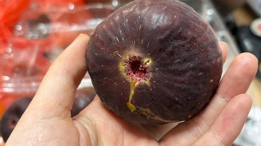 最甜的无花果第一名缩略图