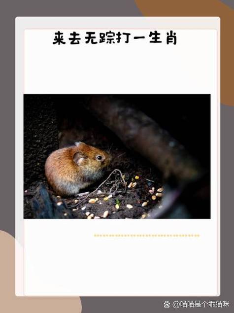 王者荣耀战绩双排显示怎么去掉图标