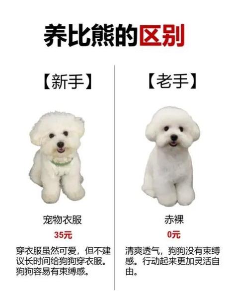 比熊价格表2025价目表缩略图