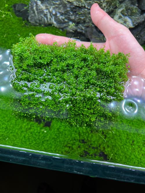 南美水族家园app最新版本更新内容介绍加速永久