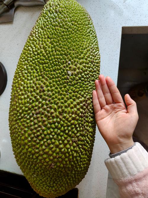 菠萝蜜短视频最新版