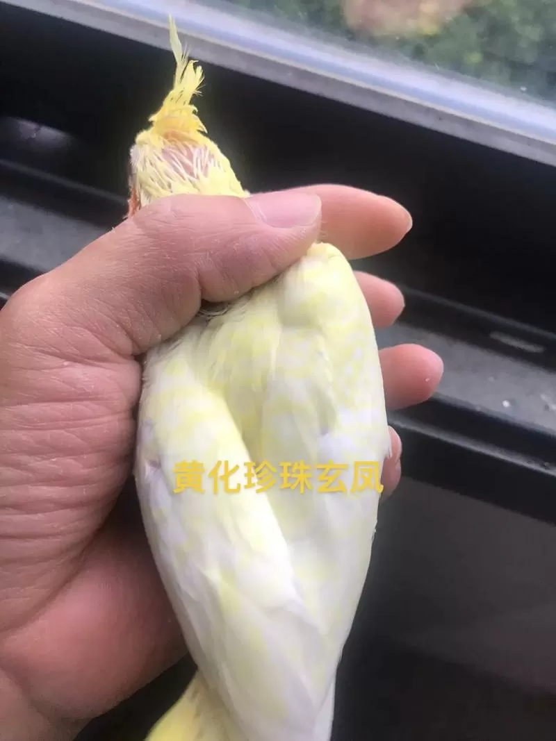 黄化公配珍珠母出什么玄凤鹦鹉图标