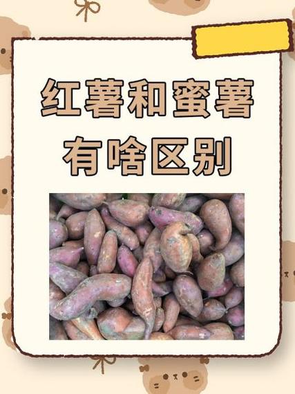 蜜薯和烟薯的外观区别光环加速版