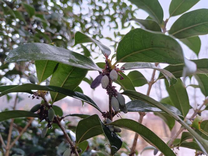 随手旗下桂花网零