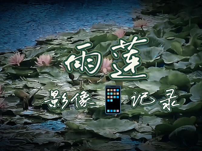 雨莲阅读免费版v图标