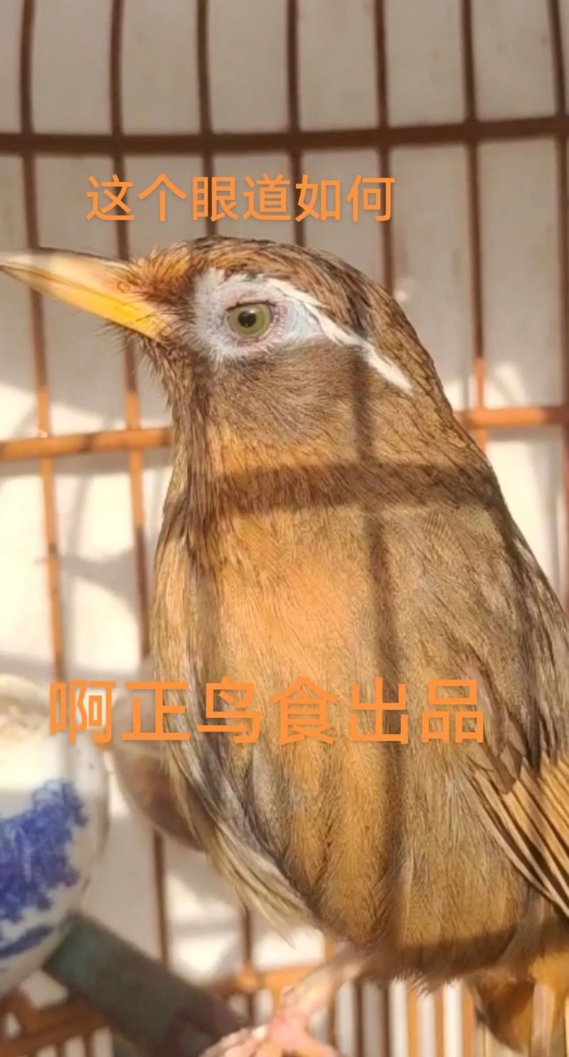 画眉鸟叫声mp3缩略图